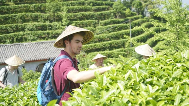 Authentic Qixianfeng Tea Plantation Experience in Yangshuo