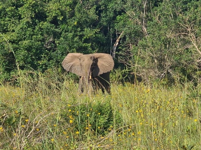 Shimba Hills Safari