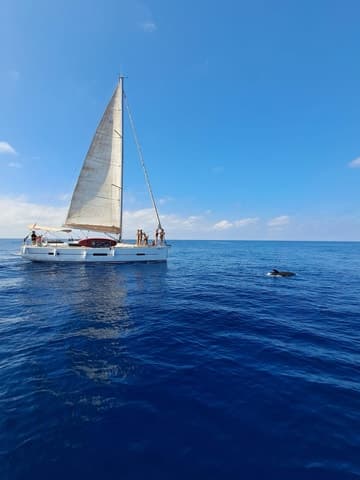 Compare Estepona Dolphin Tours Near Marbella
