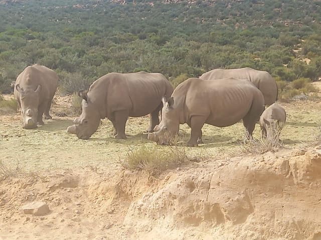 Best Aquila Sunset Safari Tours & Prices