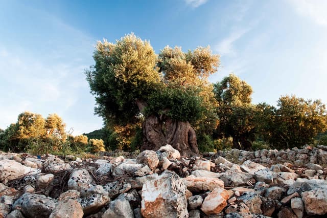 Best Valle d'Itria Day Tour: Alberobello & Puglia Wonders