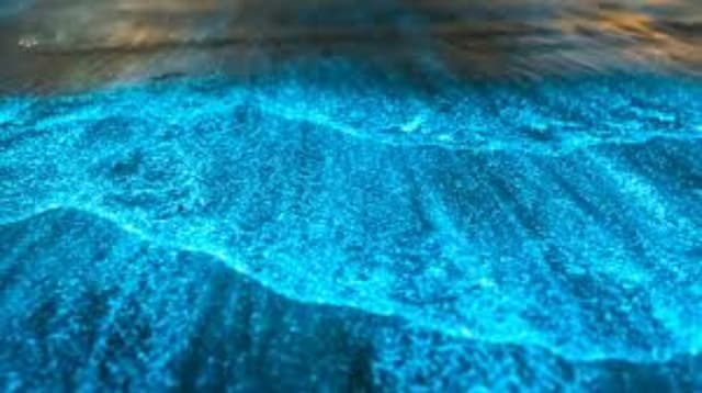 Bioluminescent Bay Tour
