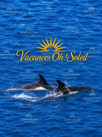 Wild Dolphin Encounters Near Grand Baie