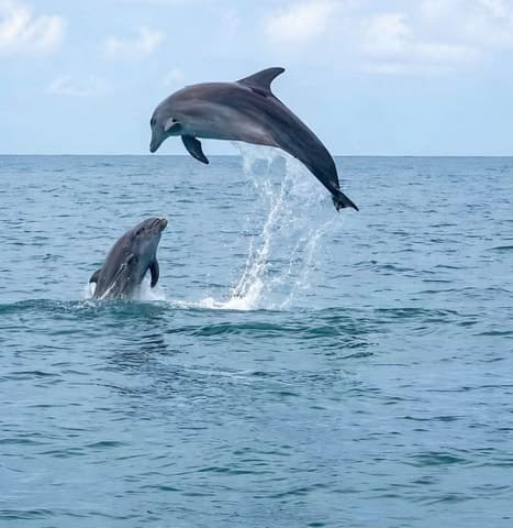 Best Djerba Dolphin Watching Experiences