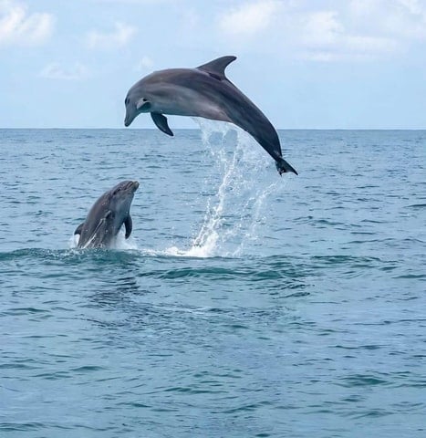 Djerba Dolphin Watching