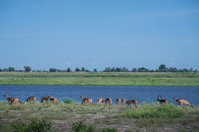 Chobe River Sunset Cruise