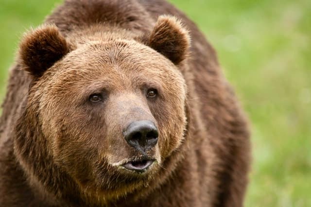 Best Bear Sanctuary & Rasnov Fortress Day Tour from Bucharest