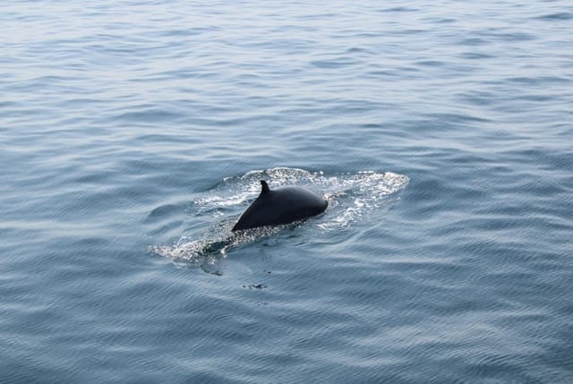 Dingle Peninsula Tour - Dingle