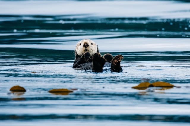 Sitka Whale Watching