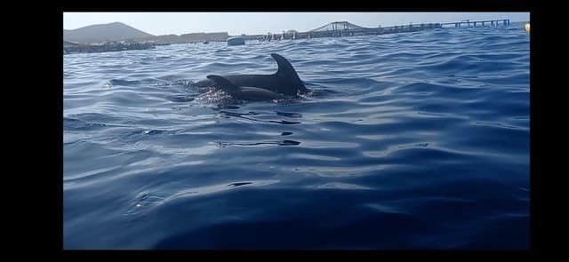 Best Los Cristianos Kayak Adventures in Tenerife