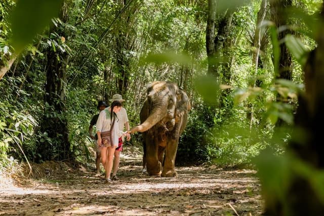 Compare Best Khao Lak Elephant Tours