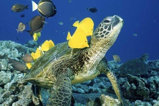 Best Turtle Canyon Snorkeling Tours in Honolulu, Hawaii