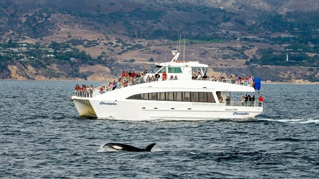 Long Beach Whale & Dolphin Watching Cruise