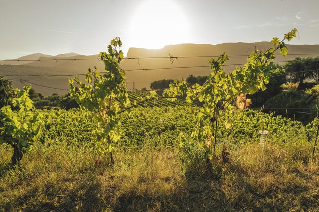 Bellet Wine Tour