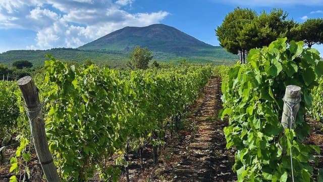 Best Vesuvius Wine Tours from Naples
