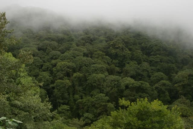 Monteverde Cloud Forest Tour - Monteverde