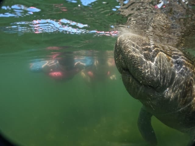 Crystal River Manatee Swim: Guided Spring Encounter