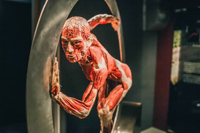 Visit BODY WORLDS Heidelberg Exhibit