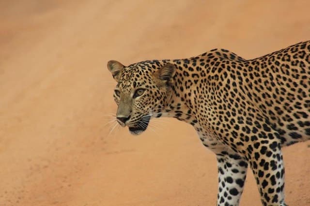 Yala National Park Safari in Uva Province Guide