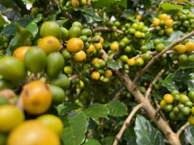 Buon Ma Thuot Coffee Tour