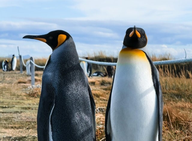 King Penguin & Tierra del Fuego Tour