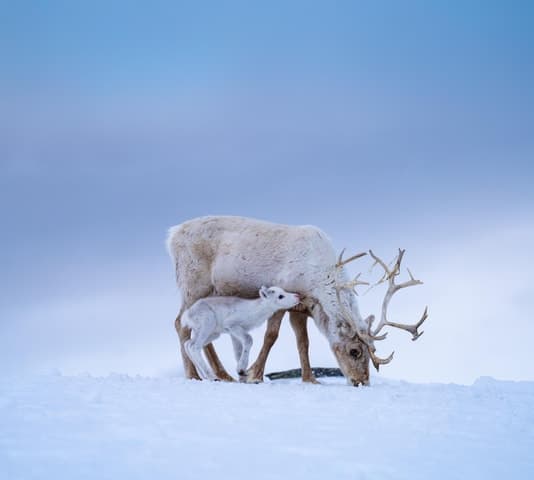 Compare Sami Reindeer Tours in Alta