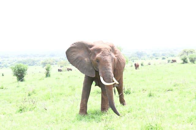 Wildlife Wonders: Mikumi Safari from Dar es Salaam
