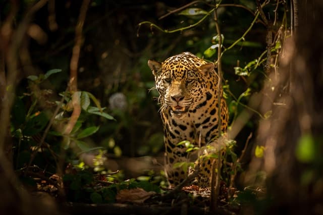 Compare Top Wilpattu Jeep Safaris from Colombo