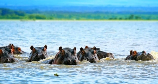 Naivasha Safari Adventure