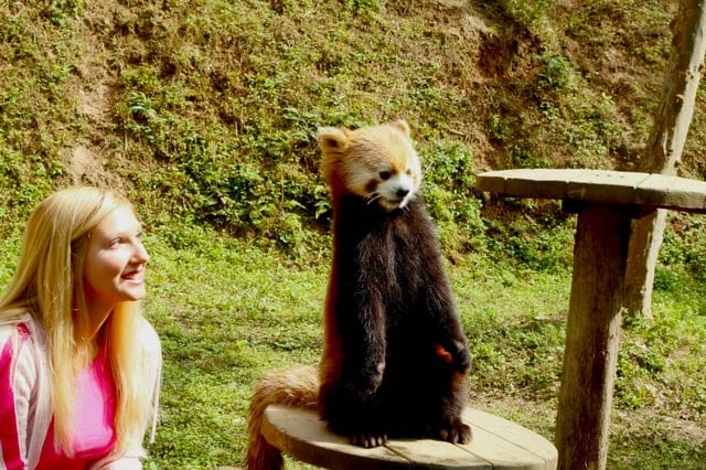 Giant Panda Day Trip