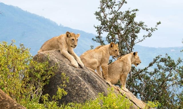 Top-Rated Kenya Safari Tours Near Diani Beach