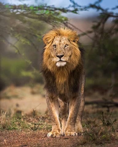 Big Five Safari Experiences in Arusha, Tanzania