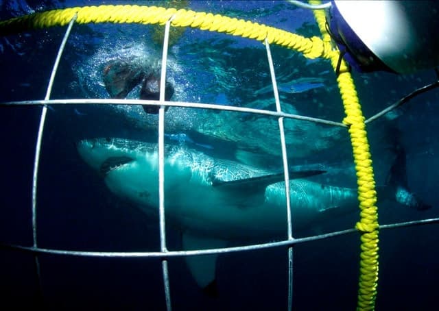 Cape Town Shark Cage Diving