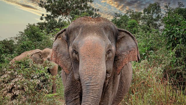 Ethical Elephant Encounters: Kulen Forest Siem Reap Tour