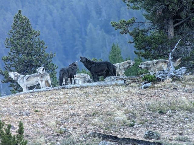 Yellowstone Wildlife Tour - Yellowstone NP