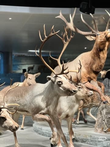 Explore the Best Natural History Museum in Shanghai