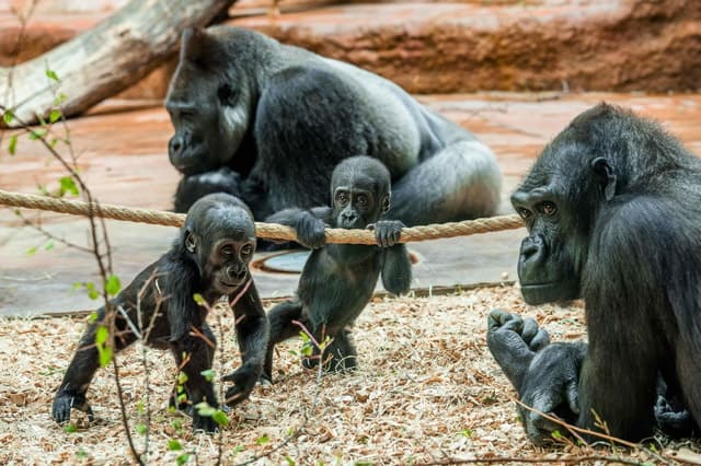 Explore Prague Zoo: A Top Wildlife Attraction in Prague