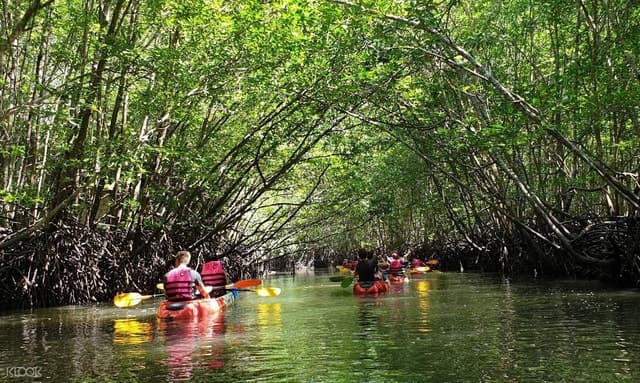 Best Mangrove Kayak Tours in Ko Lanta