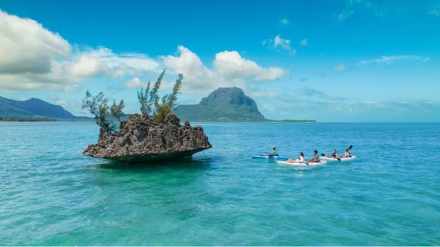 Best Dolphin Encounter Tours in Black River