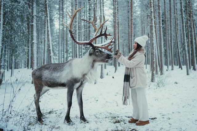 Authentic Lapland Reindeer Farm Tours in Rovaniemi
