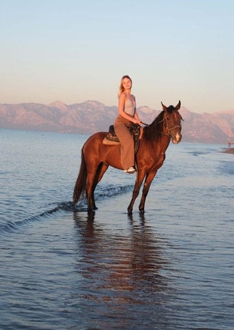 Side Horse Safari