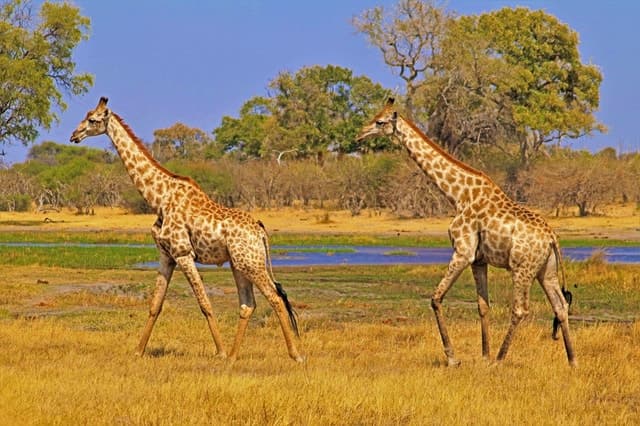 Wildlife Safari in Nyerere National Park, Dar es Salaam