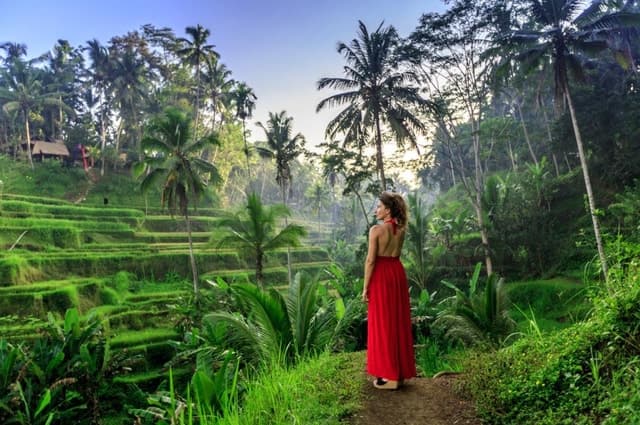 Compare Best Jungle Swing & Ubud Tours