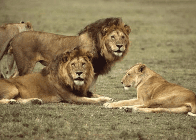 Selous Game Reserve Safari in Zanzibar City