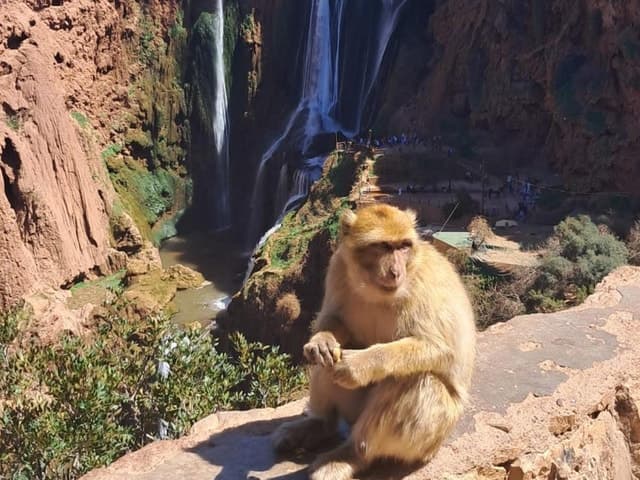 Top-Rated Ouzoud Falls Tours from Marrakech