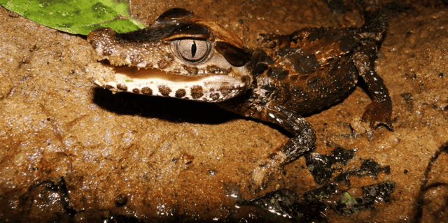 Ultimate Tambopata Safari & Puerto Maldonado Adventures