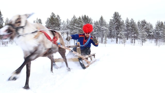 Reindeer Feeding Tour