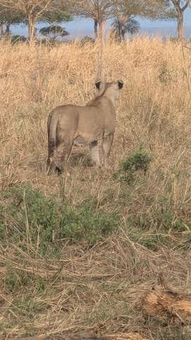 Zanzibar City to Mikumi National Park Safari Adventures