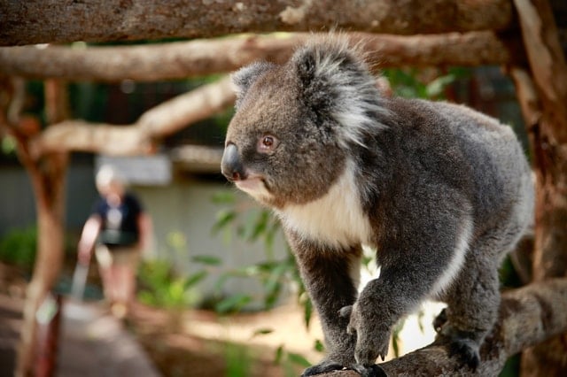Melbourne Zoo
