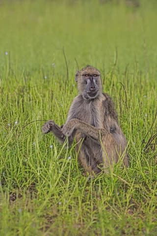 Best Ruaha National Park Safari Tours from Dar es Salaam